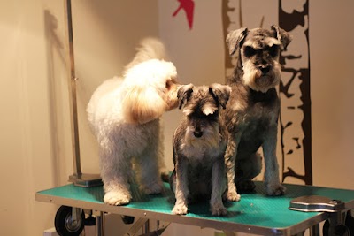 Photo associated with Silver Bark Grooming