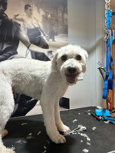 Photo associated with Silver Bark Grooming