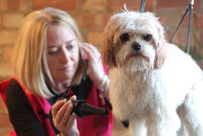 Photo associated with Silver Bark Grooming