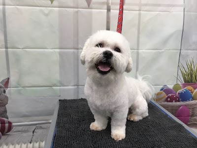 Photo associated with Waggytails Dog Grooming