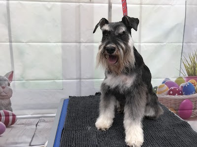 Photo associated with Waggytails Dog Grooming