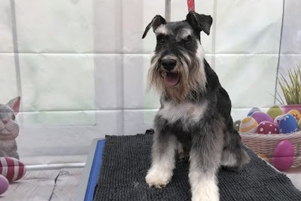 Photo associated with Waggytails Dog Grooming