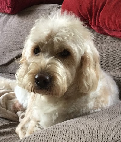 Photo associated with Dapper Dogs by Debbie