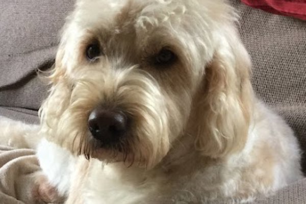Photo associated with Dapper Dogs by Debbie