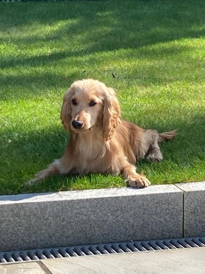 Photo associated with Dapper Dogs by Debbie