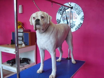 Photo associated with Catwalkdogs Dog Grooming Lounge