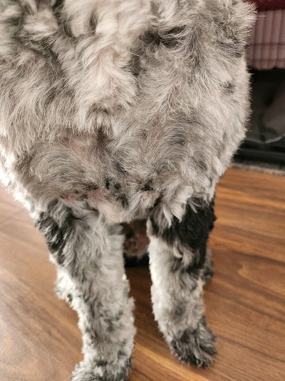 Photo associated with Catwalkdogs Dog Grooming Lounge
