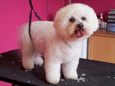 Photo associated with Catwalkdogs Dog Grooming Lounge