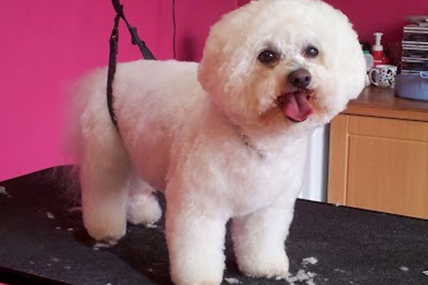 Photo associated with Catwalkdogs Dog Grooming Lounge