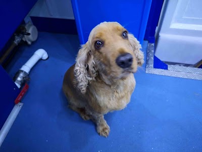 Photo associated with Swags and tags mobile dog grooming