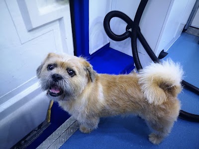 Photo associated with Swags and tags mobile dog grooming