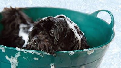Photo associated with Swags and tags mobile dog grooming