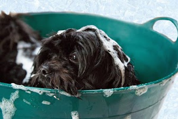 Photo associated with Swags and tags mobile dog grooming