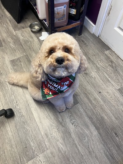 Photo associated with Karine’s Dog Grooming