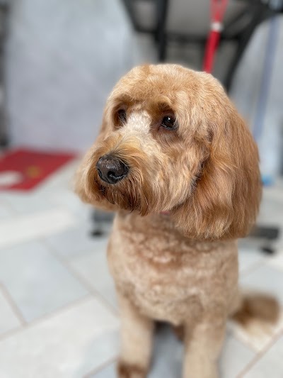 Photo associated with Grooming By Patsy
