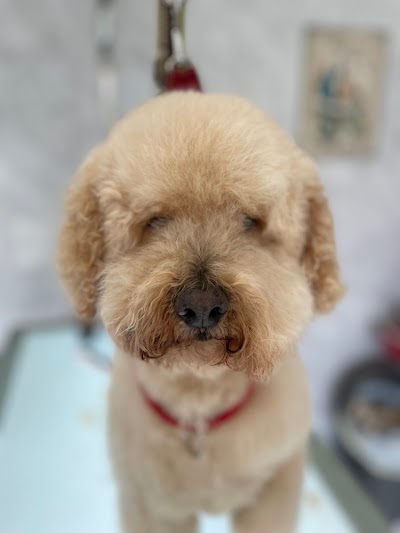 Photo associated with Grooming By Patsy