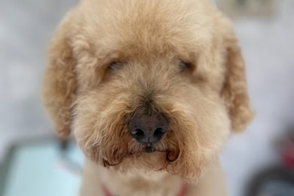 Photo associated with Grooming By Patsy
