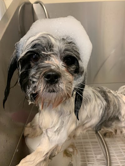 Photo associated with Grooming By Patsy