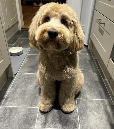 Photo associated with Divine Dogs Pet Grooming