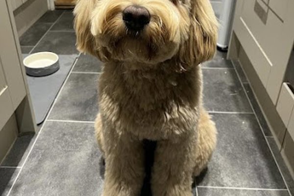 Photo associated with Divine Dogs Pet Grooming