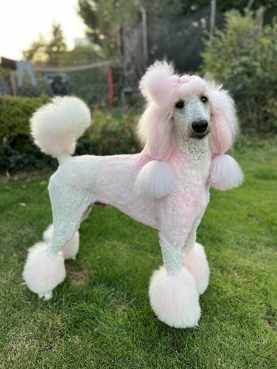 Photo associated with Divine Dogs Pet Grooming