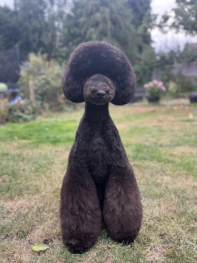 Photo associated with Divine Dogs Pet Grooming