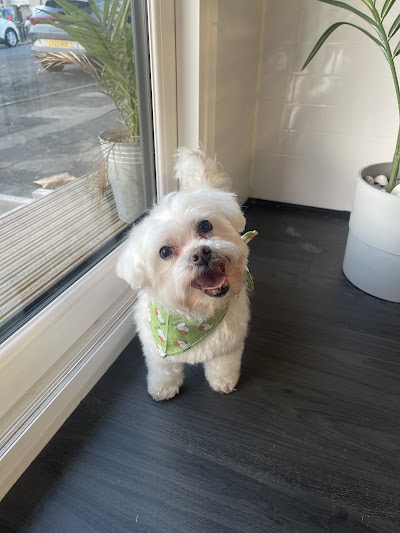 Photo associated with Portman Paws Grooming Salon Limited