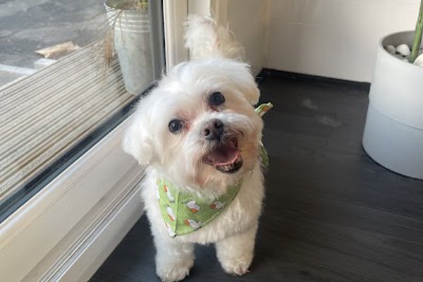 Photo associated with Portman Paws Grooming Salon Limited
