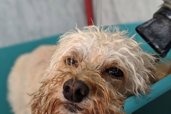 Photo associated with Little Dog Cabin