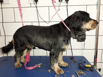 Photo associated with Wollaton Pet Grooming Services