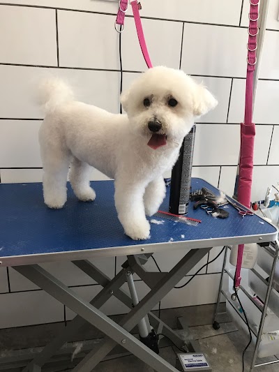 Photo associated with Wollaton Pet Grooming Services