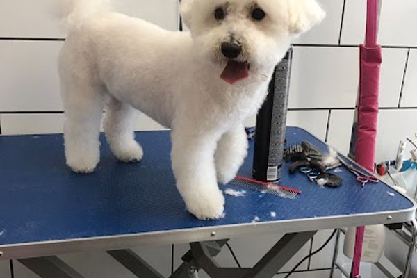 Photo associated with Wollaton Pet Grooming Services
