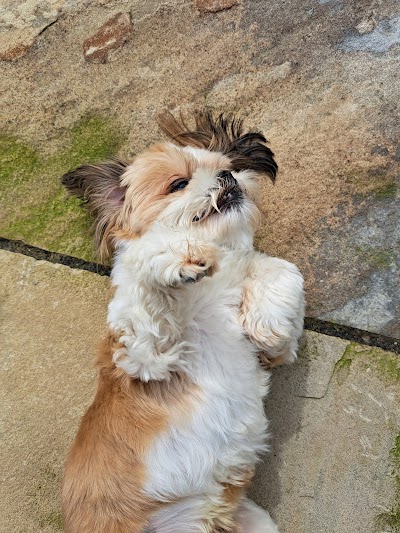 Photo associated with Wollaton Pet Grooming Services