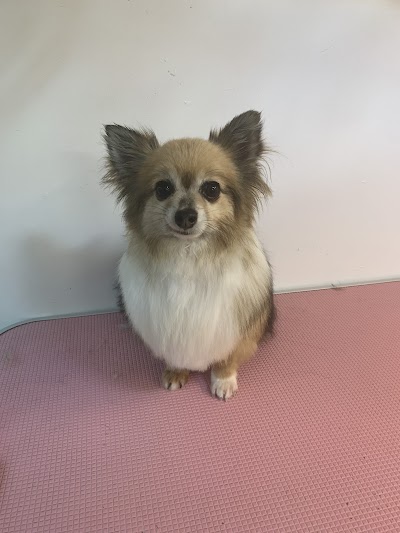 Photo associated with Urban Dog Grooming by Claire
