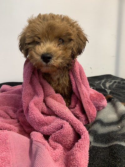 Photo associated with Urban Dog Grooming by Claire