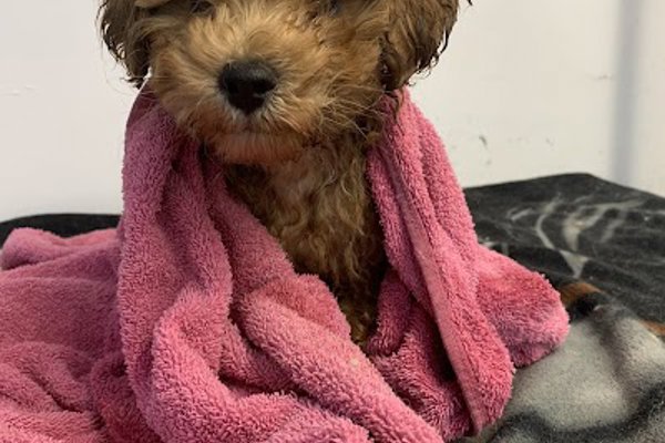 Photo associated with Urban Dog Grooming by Claire