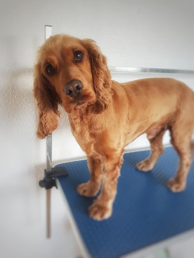 Photo associated with Plush Pups