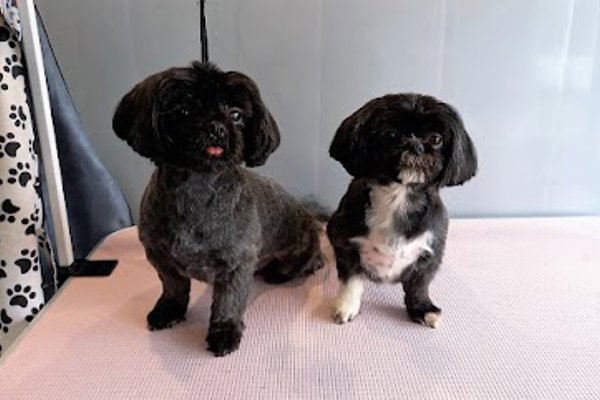 Photo associated with Plush Pups