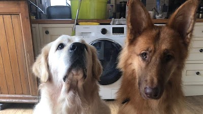 Photo associated with Dapper Dogs