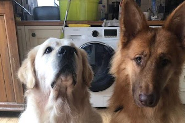 Photo associated with Dapper Dogs