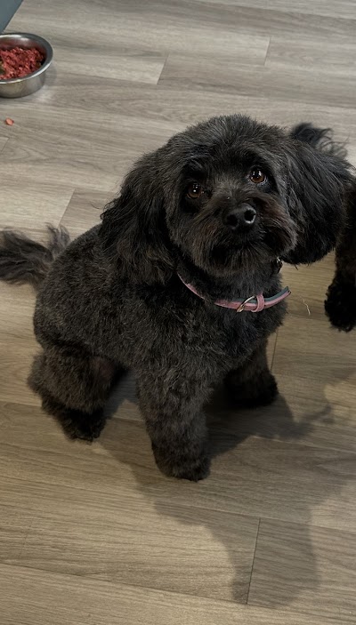 Photo associated with Dapper Dogs