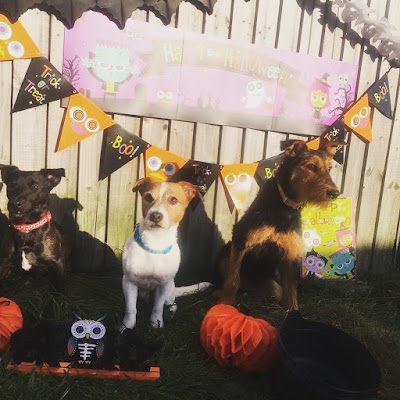 Photo associated with Dapper Dogs