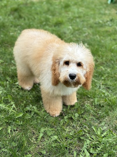 Photo associated with rj doggrooming