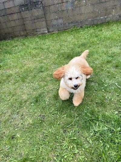 Photo associated with rj doggrooming