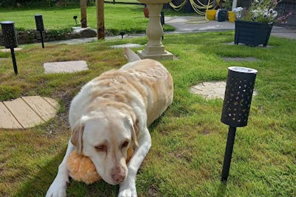 Photo associated with rj doggrooming