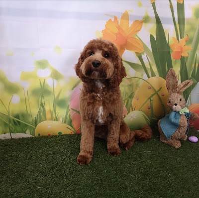 Photo associated with Missymoo's Dog Grooming