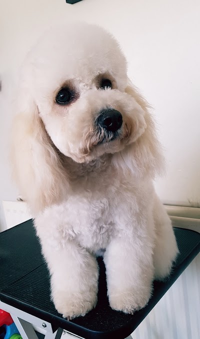 Photo associated with Missymoo's Dog Grooming