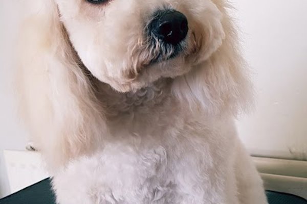 Photo associated with Missymoo's Dog Grooming