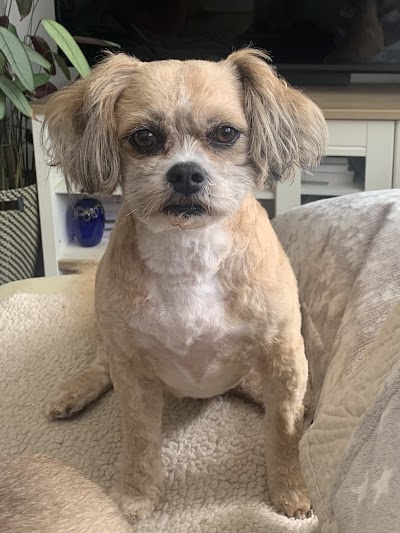 Photo associated with Buddie's Mobile Dog Grooming