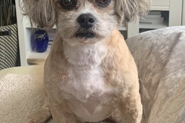 Photo associated with Buddie's Mobile Dog Grooming
